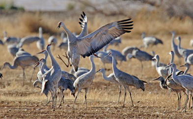 sandhill cranes