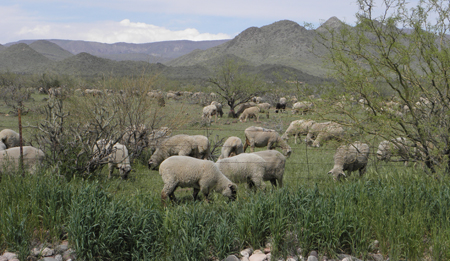 sheep grazing on carefree highway