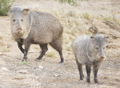 javelinas