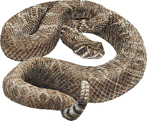 rattlesnake