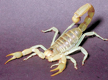 scorpion