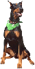 doberman