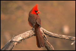 cardinal