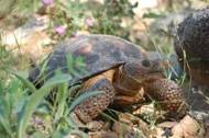desert tortoise 
