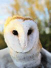 barn owl