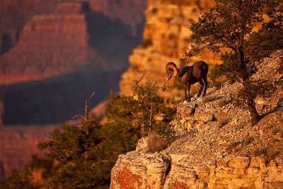 big horn sheep photo by kiril kirkov