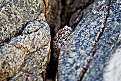 canyon tree frog by gilbert gustavsen