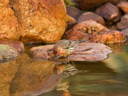 hose finch by ann beisser