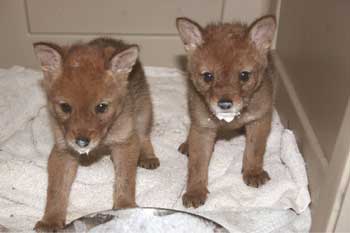 coyote pups