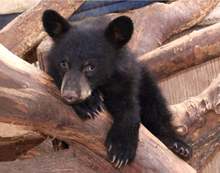 bear cub