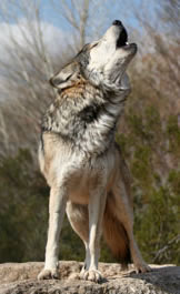 howling wolf