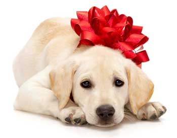 CHRISTMAS PUPPY