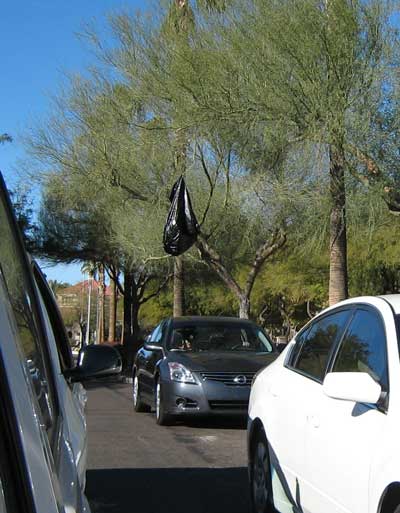 mystery bag in tree