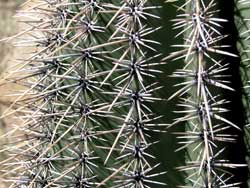 saguaro spinse