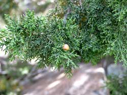 juniper berry