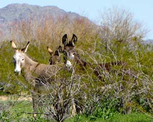 wild burros