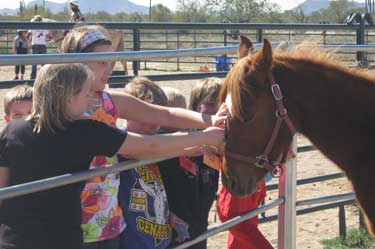 petting horse