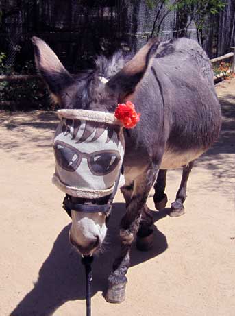 diva the donkey