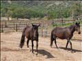 peruvian paso