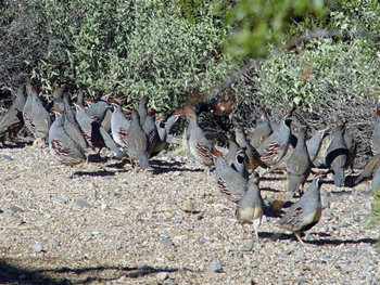 quail