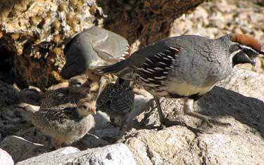 gambels quail