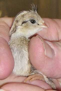 baby quail