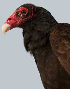 turkey vulture