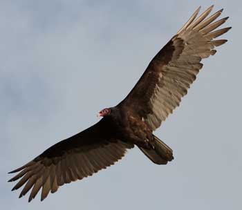 turkey vulture