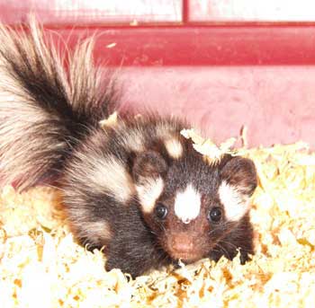 spotted skunk