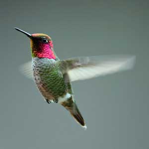 ANNAS HUMMINGBIRD