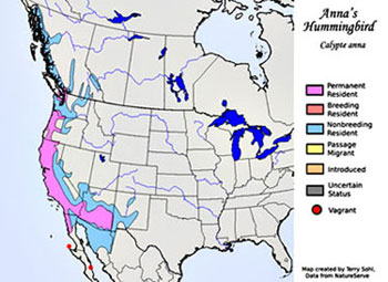 annas hummingbird range map