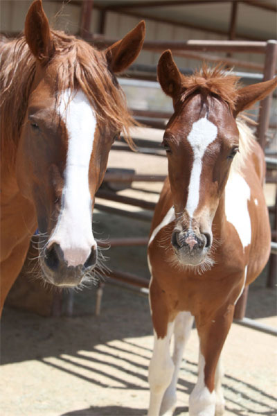 dolce 4 year old paint horse