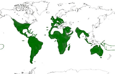 barn owl location map