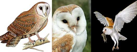 barn owls