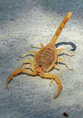 bark scorpion