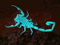 bark scorpion