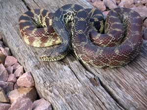 bullsnake