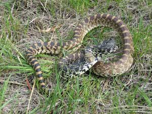 bullsnake