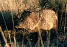 javelina