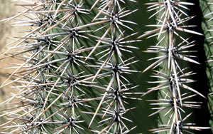 cactus spine