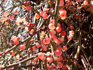 mistletoe berries