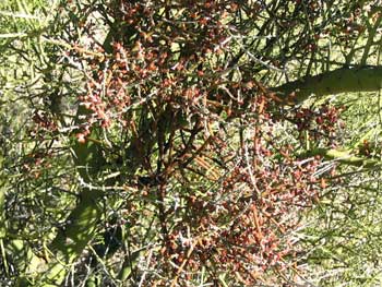 DESERT MISTLETOE