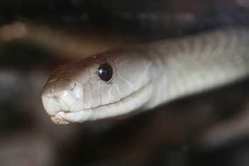 black mamba