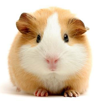 guinea pig