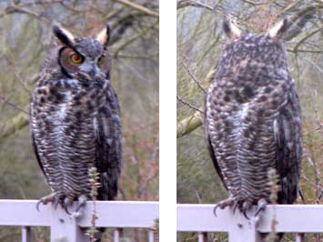 great horned owl