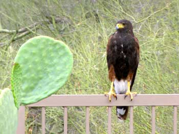 harris hawk