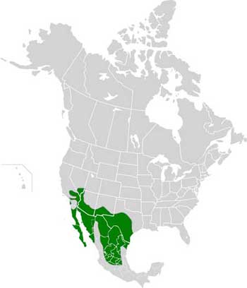 cactus wren range map