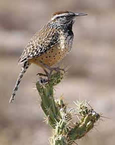 cactus wren