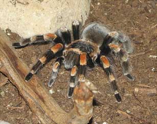 tarantula