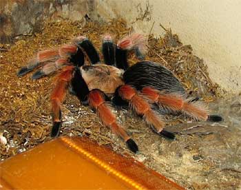 tarantula